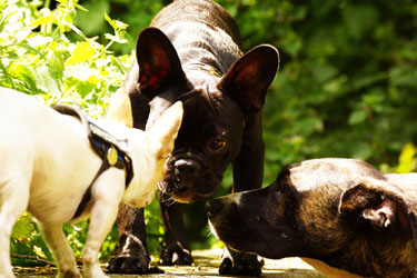 Hundebetreuung Friedrichshain 1